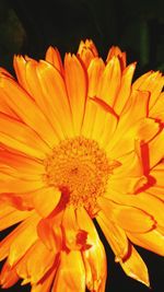 Close-up of orange flower against black background