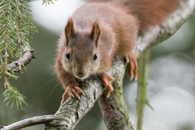 Portrait of squirrel