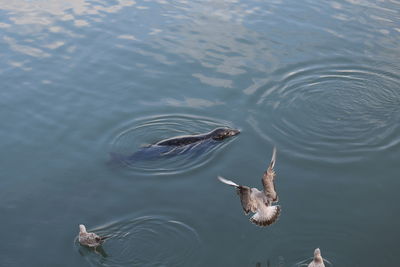 High angle view of ducks swimming in lake