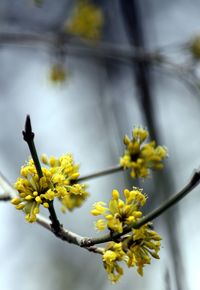 Close-up of yellow flowers