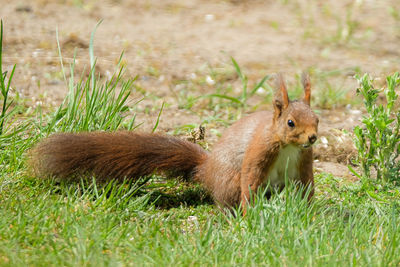 Squirrel in a field