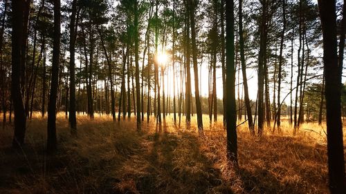 Scenic view of forest against sky at sunset