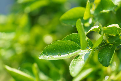 Close-up of wet plant leaves