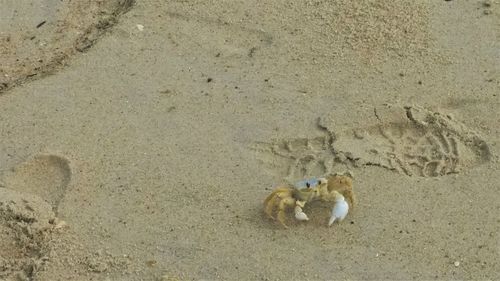 High angle view of sheep on beach