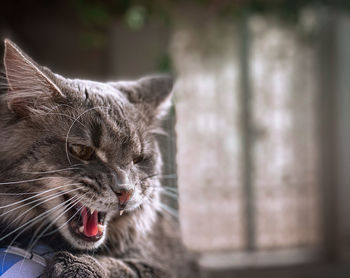 Close-up of cat yawning