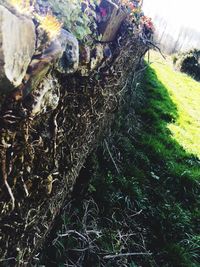 Plants growing on field