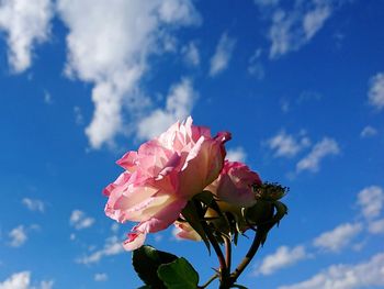 Low angle view of pink flowers against sky