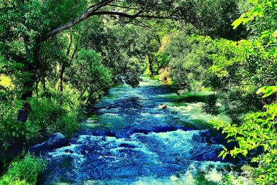 Stream flowing through forest