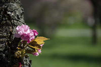 Close-up of pink flowering plant against blurred background