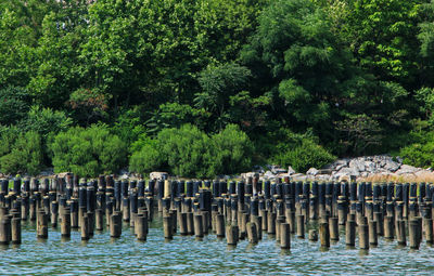 View of birds on wooden post in forest