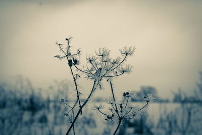 Close-up of bare tree against clear sky