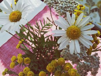 Close-up of pink daisy flowers