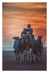 Men riding camels on land against sky during sunset