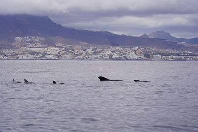 Group of pilot whales spotted at coast in front of arona, tenerife, canary islands