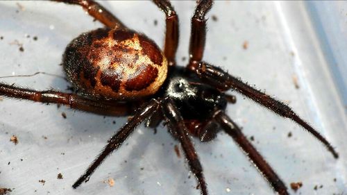 Close-up of spider