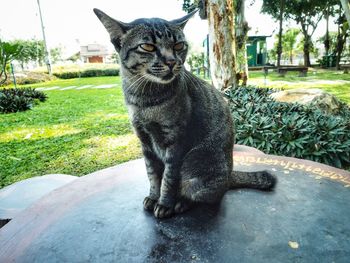 Close-up of cat sitting on grass