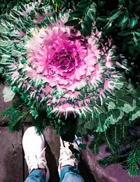 Low section of man standing by pink flowers