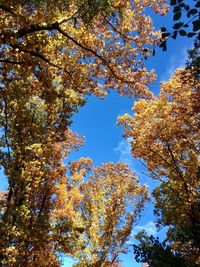Low angle view of flowering trees against clear blue sky