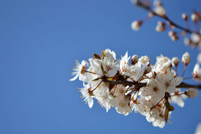 Low angle view of apple blossoms in spring against sky