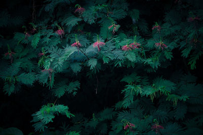 Close-up of flowering plants