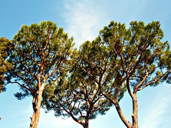 Low angle view of tree against sky