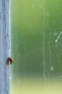 Close-up of insect on water