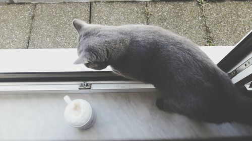 Cat looking up