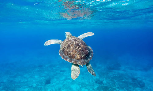 Jellyfish swimming in sea