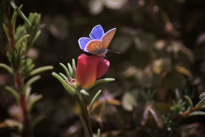 Close-up of butterfly on purple flowering plant