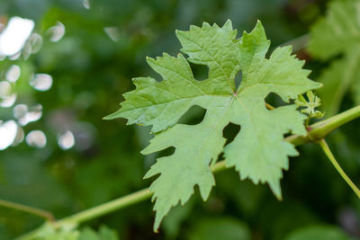 Close-up of green leaves