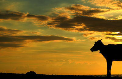 Silhouette goat against yellow sky during sunset