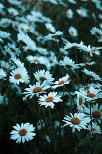 Close-up of white daisy flowers