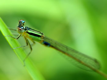 Close-up of grasshopper on leaf