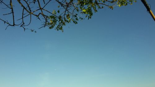 Low angle view of tree against clear blue sky