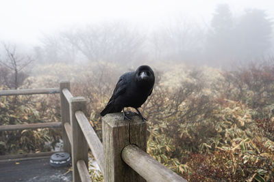 Bird perching on a railing