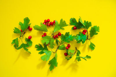 Close-up of berries on plant against yellow background