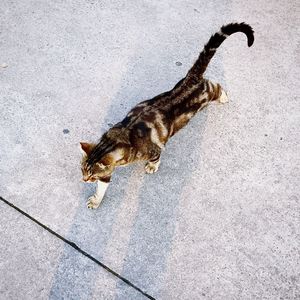 High angle view of cat walking on footpath