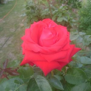 Close-up of red rose