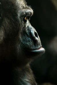 Close-up of a monkey