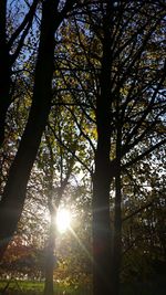 Low angle view of trees in forest