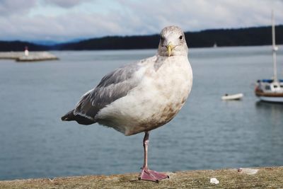 Close-up of bird perching by sea against sky