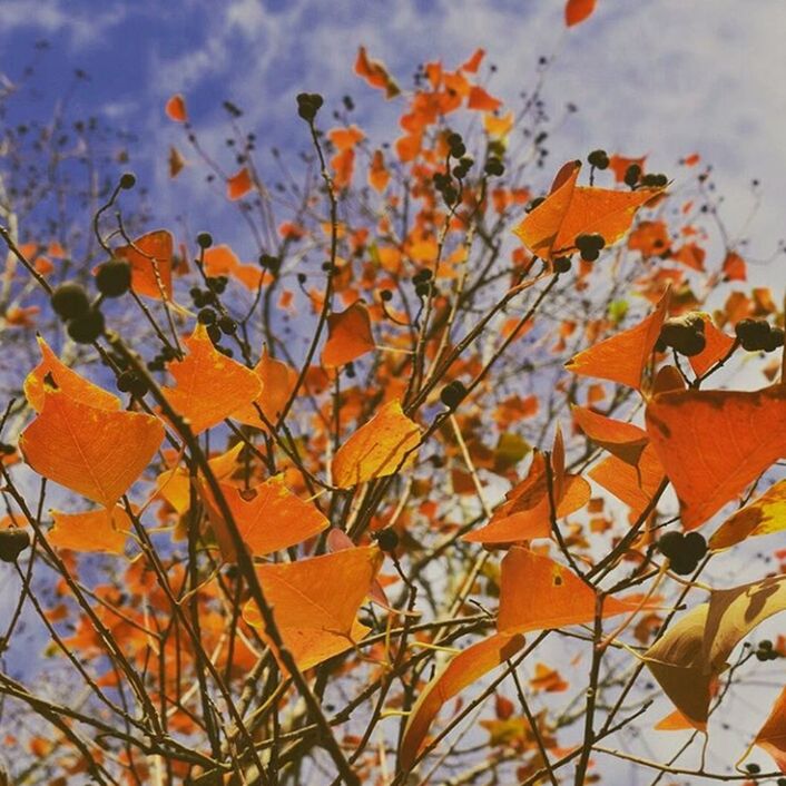 CLOSE-UP OF LEAVES ON TREE