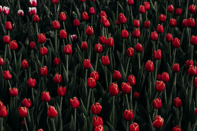 Red tulips in field