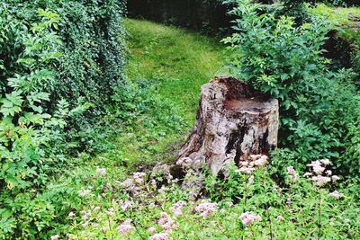 Plants and trees in forest