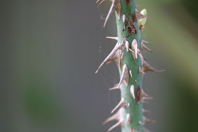 Close-up of roses plant