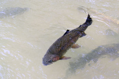 High angle view of fish swimming in water