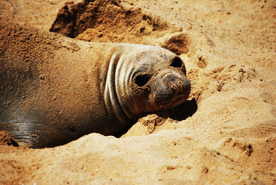 Elephant seal on the beach