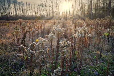 Plants growing on field