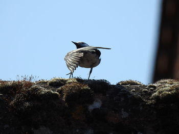 Low angle view of bird perching on plant against sky