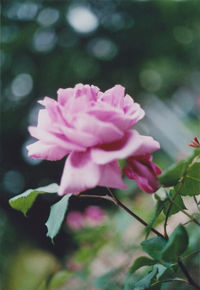 Close-up of pink flower blooming outdoors